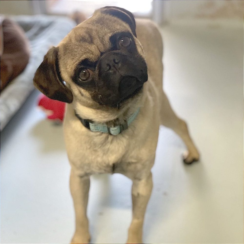 K-NINE SOLUTIONS DOG TRAINING in Santa Barbara, CA demonstrating humane, positive reinforcement dog training methods